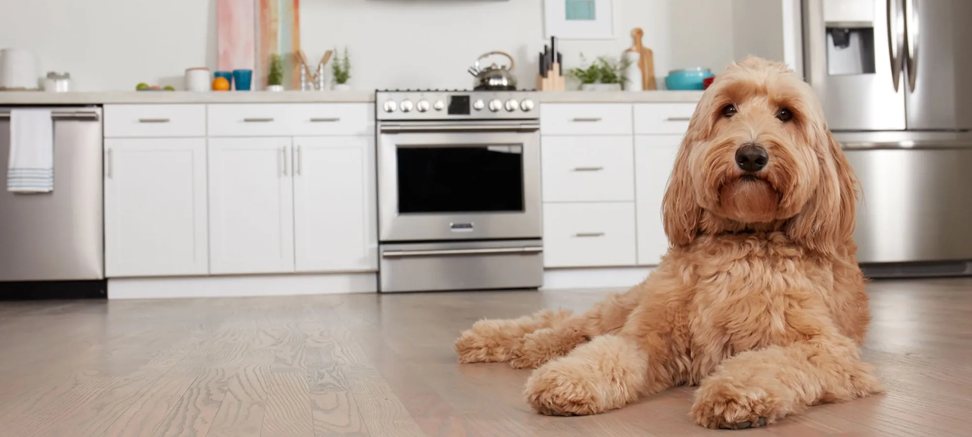 Pet Friendly flooring in an Oregon kitchen with pup